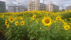 情熱の花～向日葵～