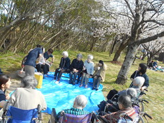 満開の桜でした。