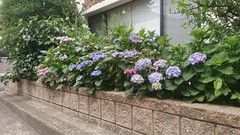 紫陽花が花芽を咲かせました。