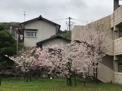 今年も満開の桜で春本番です。