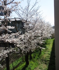 桜満開