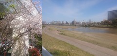 桜の季節ですね