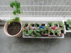 きれいなお花が咲きますように