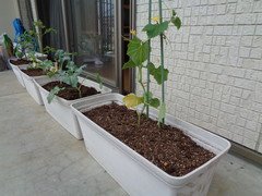 プランター菜園を作ろう！！