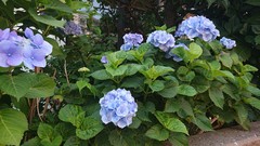 夏至の期間を過ぎたら梅雨明けもまもなくですね