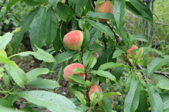 桃の実が熟し始めました！