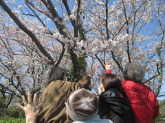 桜満開！