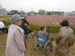 １０月行事　コスモス見学　～人気の周船寺ふれあい広場～